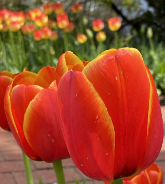 Van Engelen Tulip - Thumbnail 2