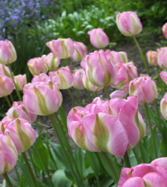 Tulip Greenland | Van Engelen Wholesale Flower Bulbs