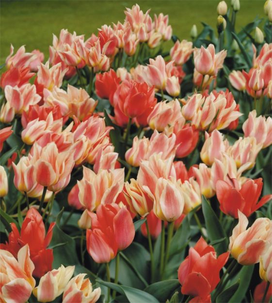 Tulip Quebec | Van Engelen Wholesale Flower Bubs
