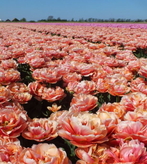 Peony Flowering Tulip Copper Image | Van Engelen Wholesale Flower