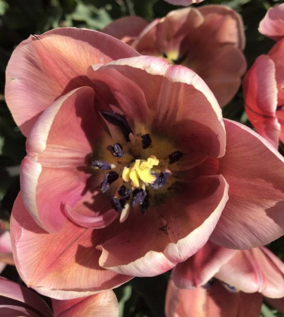 Peony Flowering Tulip Copper Image | Van Engelen Wholesale Flower