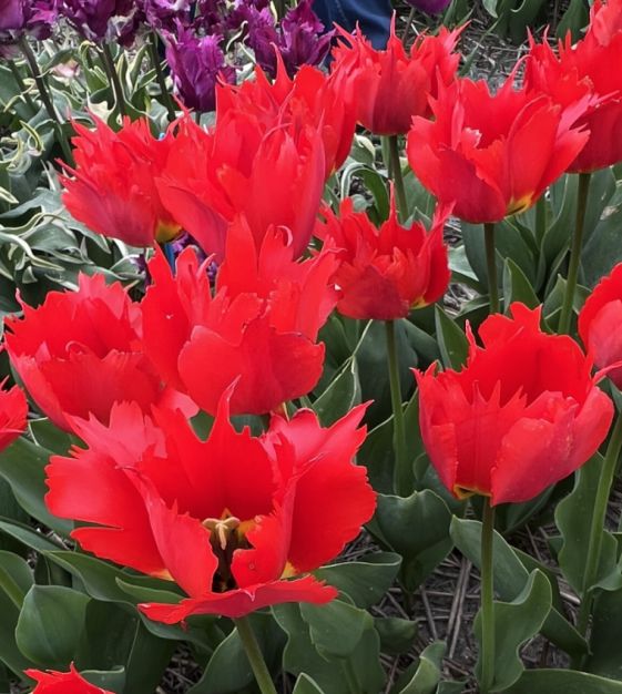 【ラプンツェル様用】VAINGROLY / Vainglory Giant Darwin Hybrid Tulip Robbedoes | Van Engelen Wholesale Flower