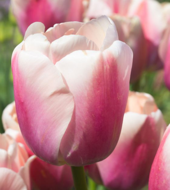 Tulip Royal Pride | Van Engelen Wholesale Flower Bulbs