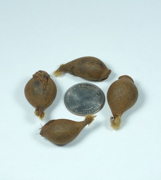 Van Engelen Tulipa clusiana chrysantha - Thumbnail 3