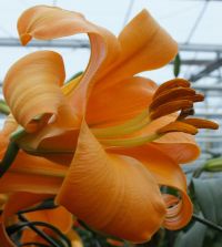 The Creamsicle Planet Lily Mixture | Van Engelen Wholesale Flower