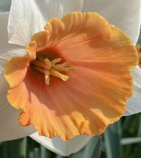 narcissusページ Amazon.com : Paperwhite Narcissus Bulbs for Planting – 20 Jumbo