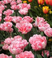 Tulip Foxtrot | Van Engelen Wholesale Flower Bubs