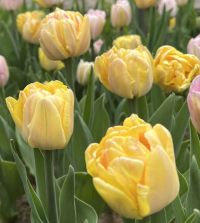 tulip様　ミンクファー　✳️350個 Tulip Foxy Foxtrot | Van Engelen Wholesale Flower Bubs