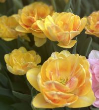 Tulip Foxy Foxtrot | Van Engelen Wholesale Flower Bubs