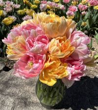 Tulip Foxy Foxtrot | Van Engelen Wholesale Flower Bubs