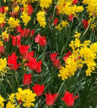 Tulipa linifolia | Van Engelen Wholesale Flower Bubs