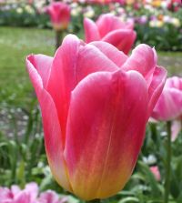 Tulip Tom Pouce | Van Engelen Wholesale Flower Bubs