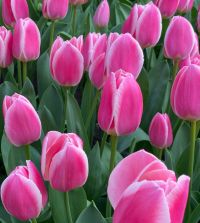Single Early Tulip Mandy's Choice | Van Engelen Wholesale Flower Bulbs