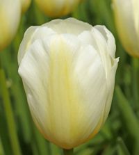 Tulip Orleans | Van Engelen Wholesale Flower Bulbs