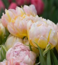 Tulip Password | Van Engelen Wholesale Flower Bulbs