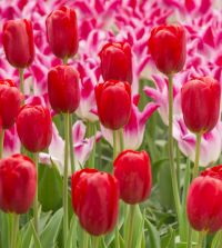 houseonthehill レギンス チューリップ tulip 90 houseonthehill