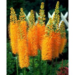 Eremurus ruiter-Hybrid Pinocchio | Van Engelen Wholesale Flower Bulbs