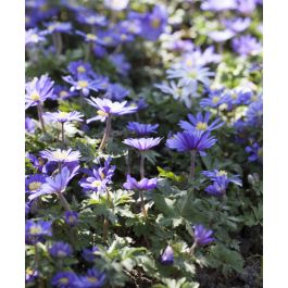 anemone-windflowermix-w.jpg