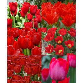 Collection A: The Early to Late Red Tulip Garden