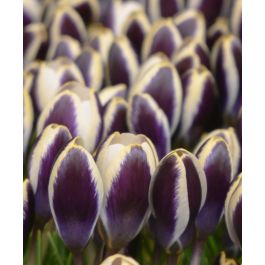 no.0040 王冠のランタン梟とBlack night flower Crocus chrysanthus Panda | Van Engelen Wholesale Flower Bulbs