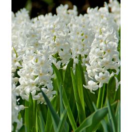 Hyacinthus orientalis Aiolos | Van Engelen Wholesale Flower Bulbs