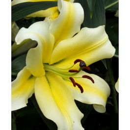 Lily Conca d'Or | Van Engelen Wholesale Flower Bulbs