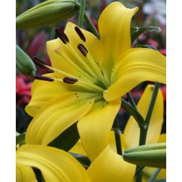 MT TRON Lily Purity トライアルセット 7点 MT TRON Lily Purity トライアルセット 7点 楽天市場】【トライアル