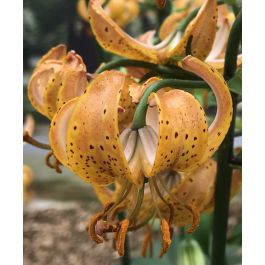 Lily Peppard Gold | Van Engelen Wholesale Flower Bulbs