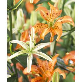 Asiatic Lily Must See | Van Engelen Wholesale Flower Bulbs