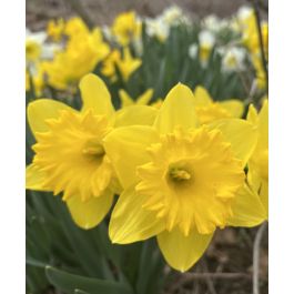 Narcissus King Alfred Jumbo/DN1