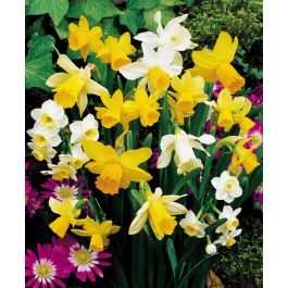 The Miniature Narcissus Mixture