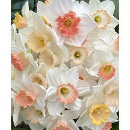 The Ravishing All-Pink Narcissus Mixture