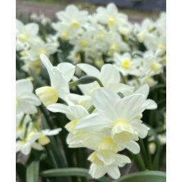 ミュージック Narcissusvivi Narcissus Silver Chimes | Van Engelen Wholesale Flower Bulbs