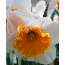 Narcissus Soestdijk | John Scheepers Beauty from Bulbs