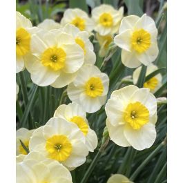 Narcissus Sun Disc | Van Engelen Wholesale Flower Bulbs