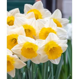 ミュージック Narcissusvivi Large Cupped Narcissus Bitcoin | Van Engelen Wholesale Flower Bulbs