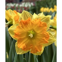 Narcissus Outright Orange | Van Engelen Wholesale Flower Bulbs