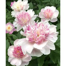 Do Tell Peony | Van Engelen Wholesale Flower Bulbs