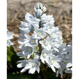 Puschkinia scilloides var libanotica