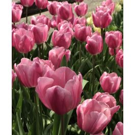 Tulip Aafke | Van Engelen Wholesale Flower Bubs