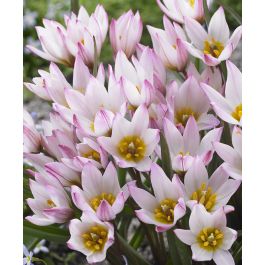 Tulipa cretica Hilde | Van Engelen Wholesale Flower Bulbs
