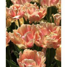 フォクシー・tulip ボレロ・ Tulip Foxy Foxtrot | John Scheepers Beauty from Bulbs