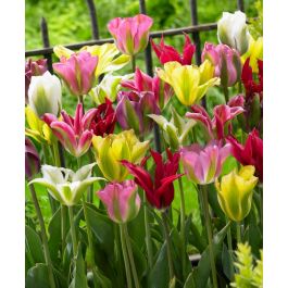 The Green Tulip Mixture | Van Engelen Wholesale Flower Bulbs