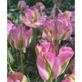 Tulip Greenland | Van Engelen Wholesale Flower Bulbs