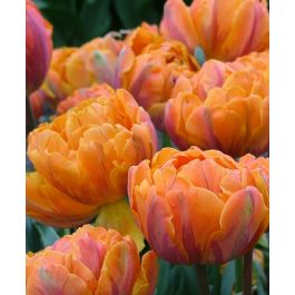 t_orange_princess_1-w.jpg