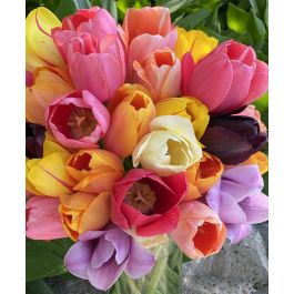 邦楽 TULIP The Complete Single Box VIZL-221 The Single Late Majestic Tulip Mixture | Van Engelen Wholesale