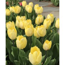 Tulip Sunny Prince | Van Engelen Wholesale Flower Bubs