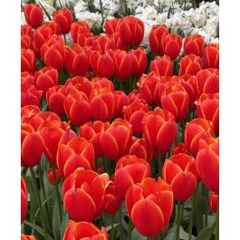 Tulip World's Favorite