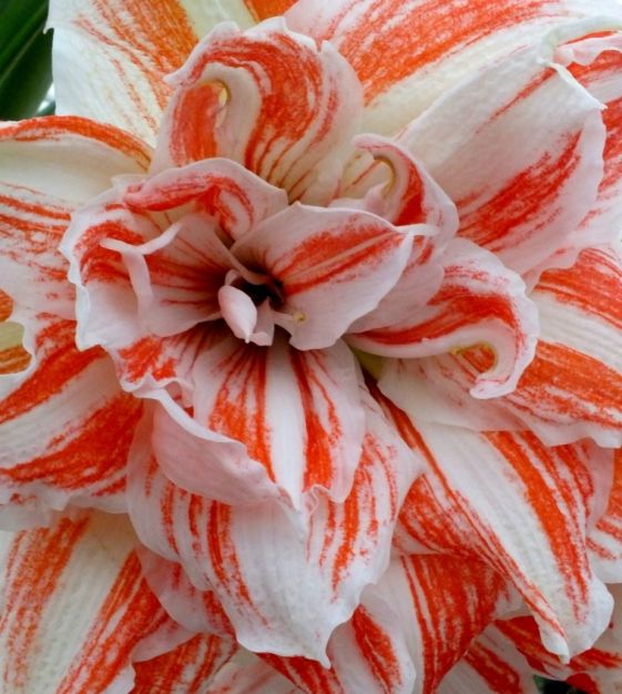 Amaryllis Dancing Queen