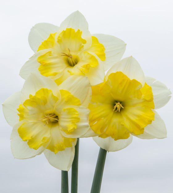 Split-Cup Narcissus Lemon Taffeta | Van Engelen Wholesale Flower Bulbs